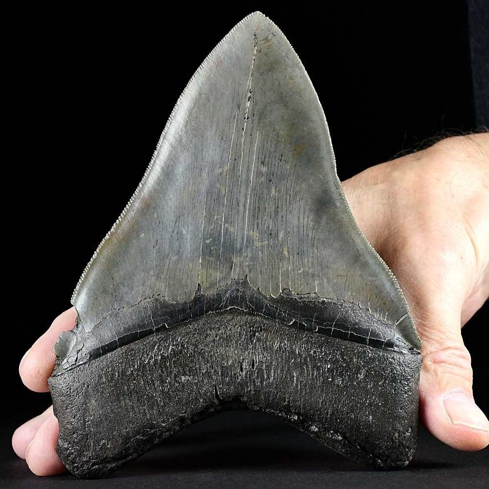 Riesiger XXL Megalodon Haizahn mit Serrations 15,5 cm lang