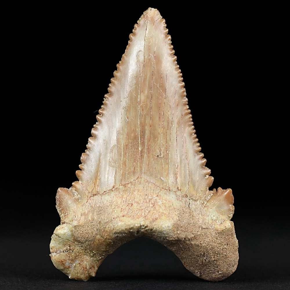 Großer veersteinerter Haizahn Palaeocarcharodon aus dem Paläozän