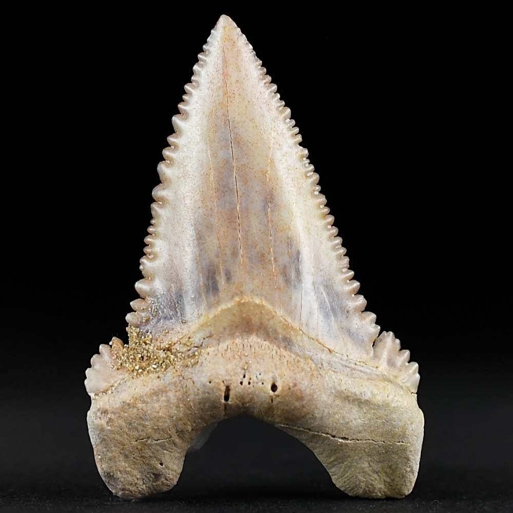 Haizahn von Palaeocarcharodon orientalis 4,1 cm