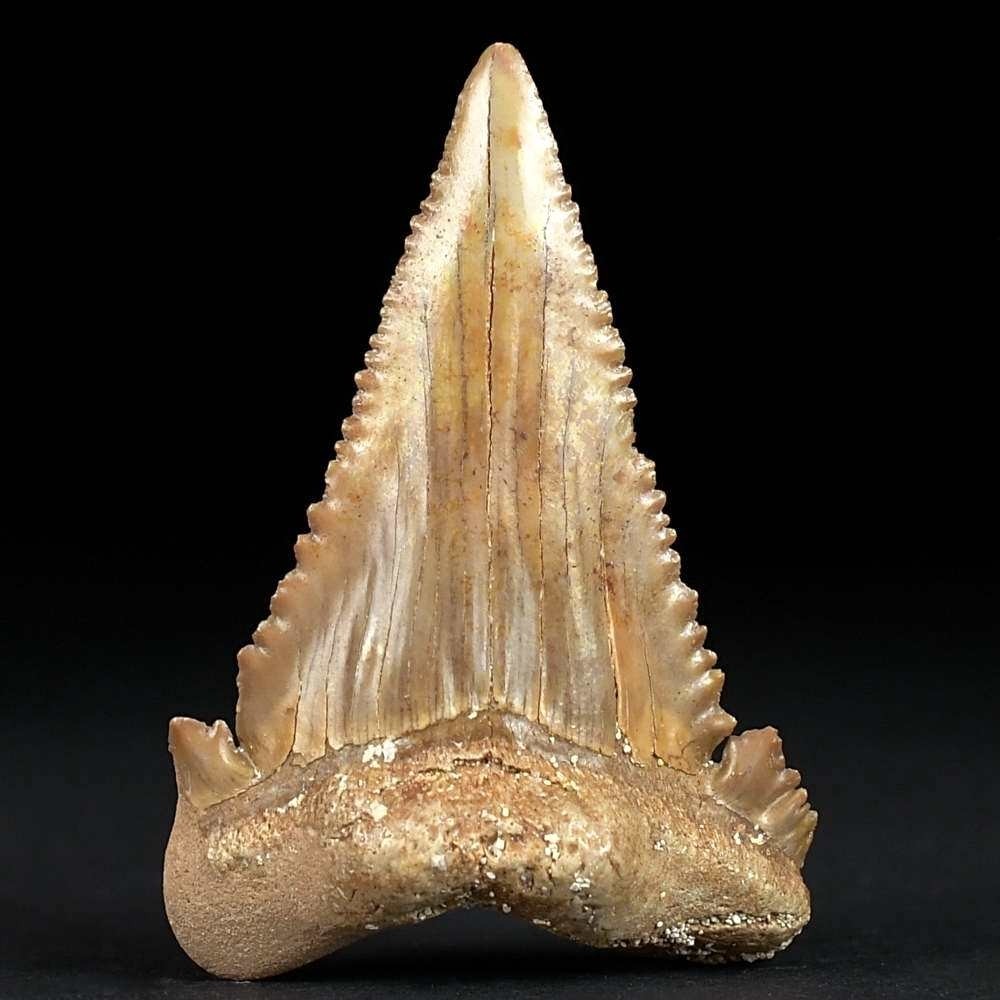 Versteinerter Haizahn Palaeocarcharodon orientalis