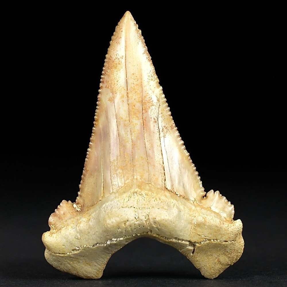 Großer versteinerter Haizahn Palaeocarcharodon orientalis