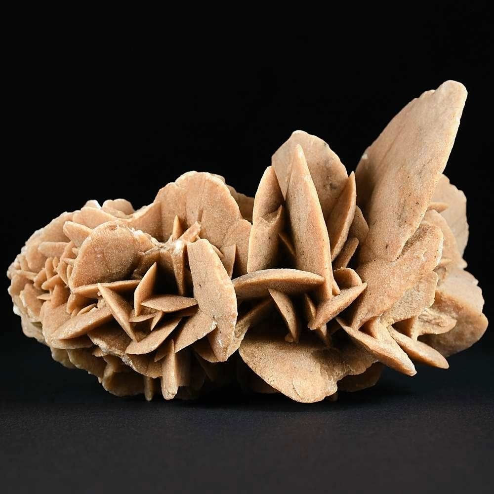 Schöne Gipsrose aus der Sahara Wüste