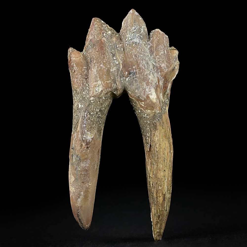Seltener versteinerter Backenzahn von Basilosaurus Urwal aus dem Eozän