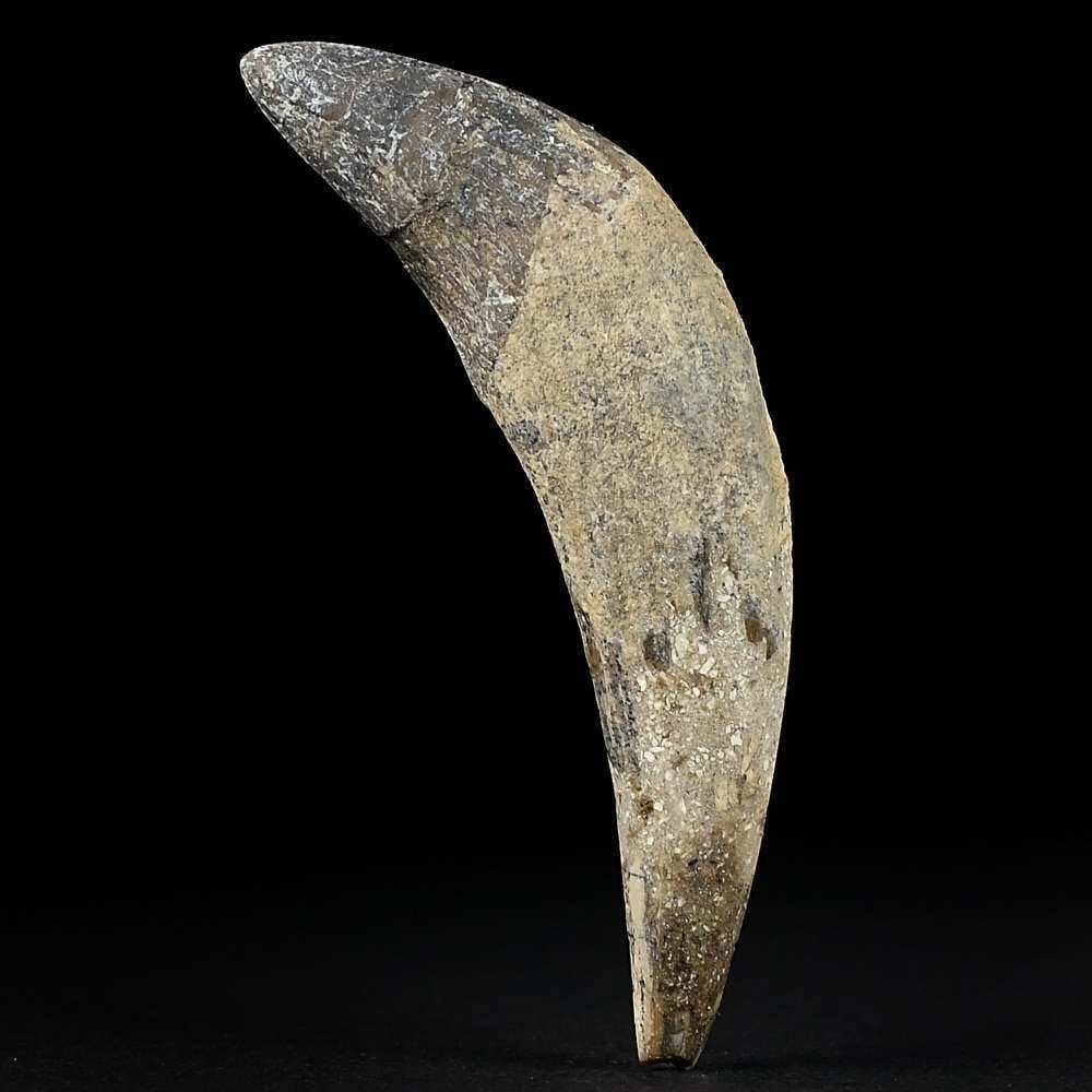 Versteinerter Basilosaurus Vorderzahn aus dem Eozän