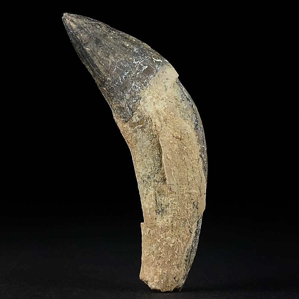 Seltener versteinerter Basilosaurus Vorderzahn 