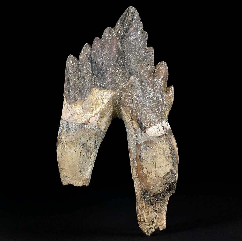 11 cm Basilosaurus Backenzahn aus dem Eozän von Marokko. Selten!