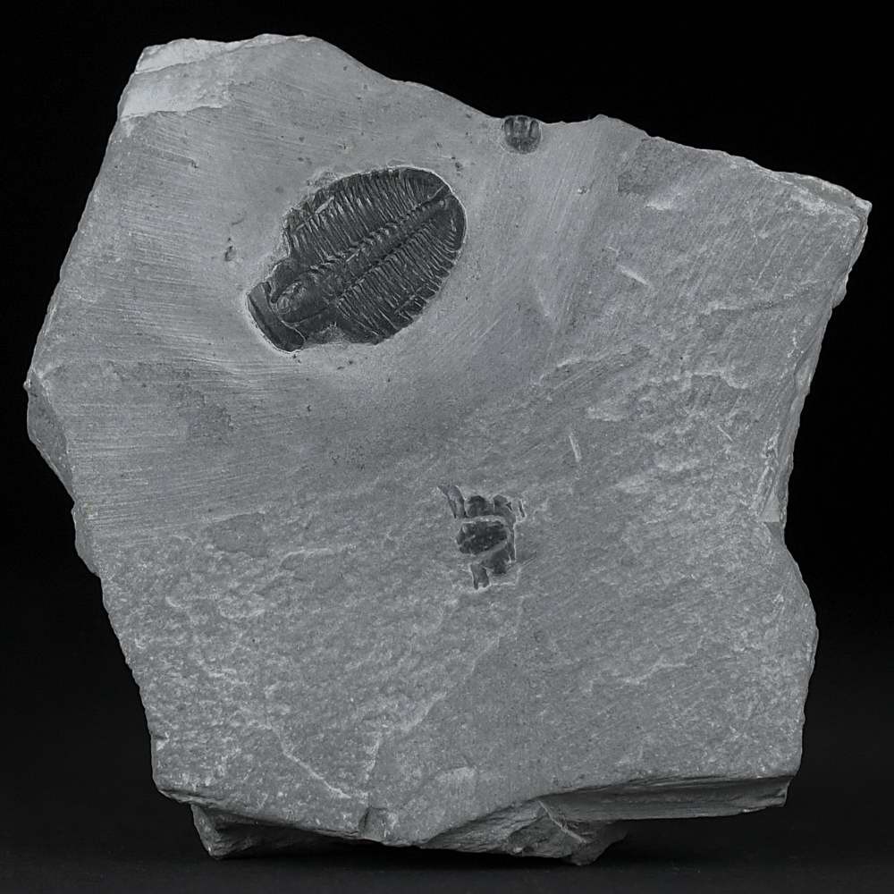 Fossilien Trilobiten Elrathia kingii aus Utah