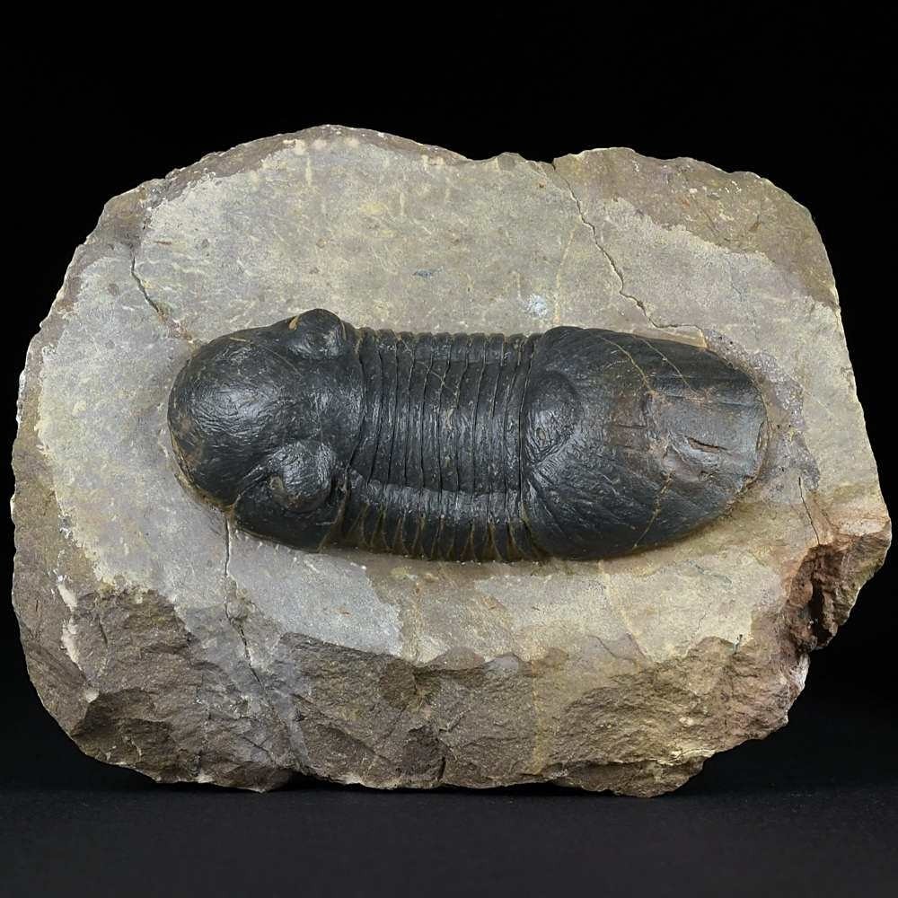 Großer Devon Trilobit Paralejurus rehamnanus aus Marokko
