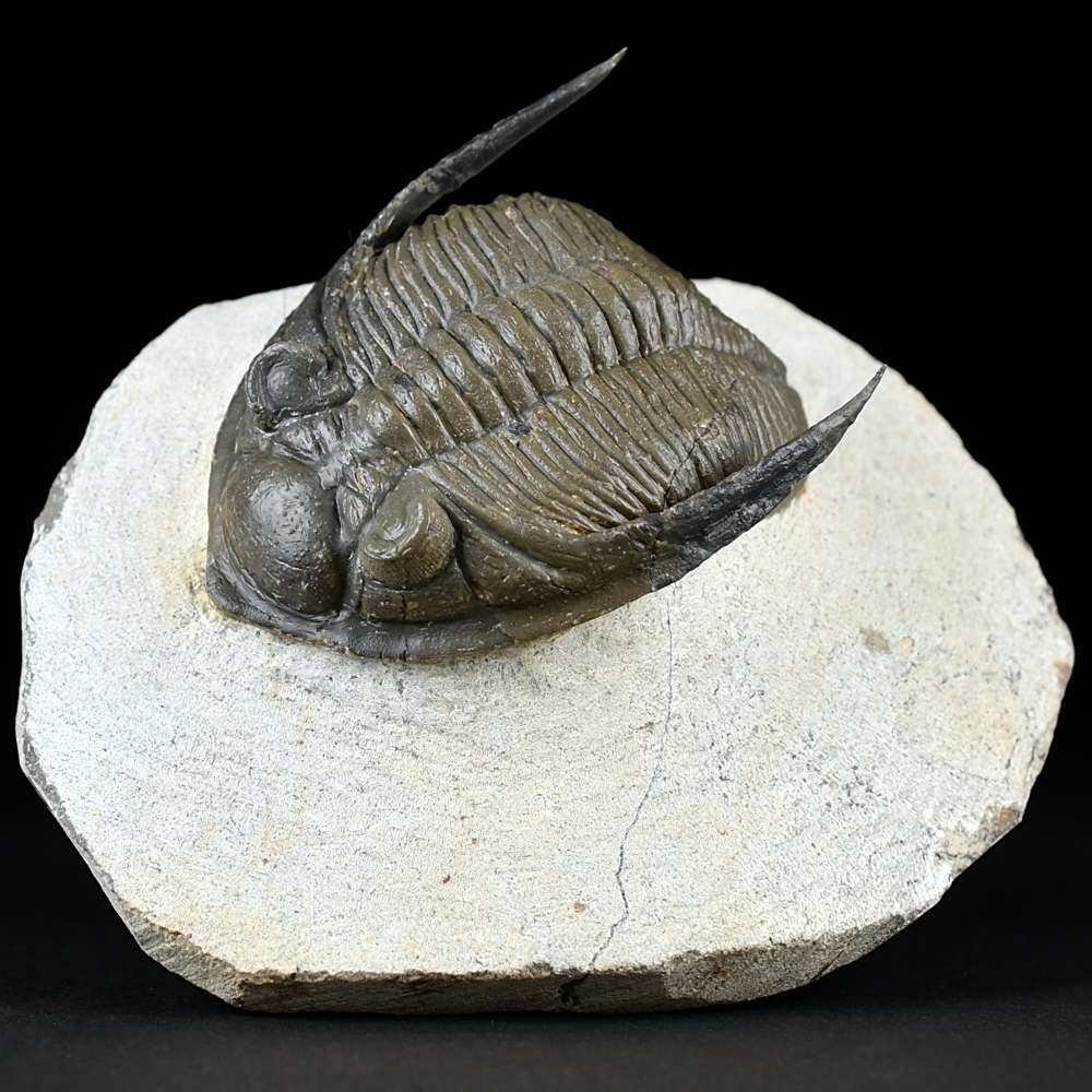 Gut erhaltener versteinerter Trilobit Zlichovaspis Odontochile freipräpariert