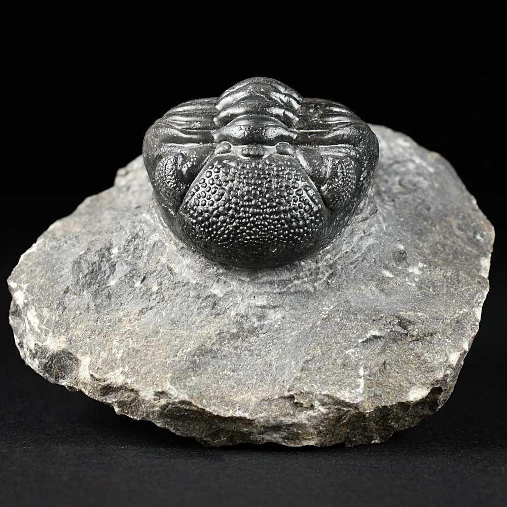 Eindrucksvoller versteinerter Trilobit Phacops sp.