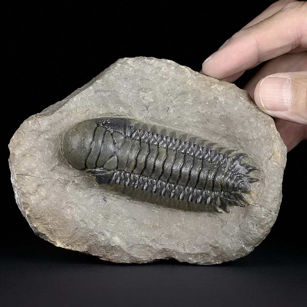 Trilobiten auf Muttergestein Crotalocephalina gibbus aus dem Unterdevon