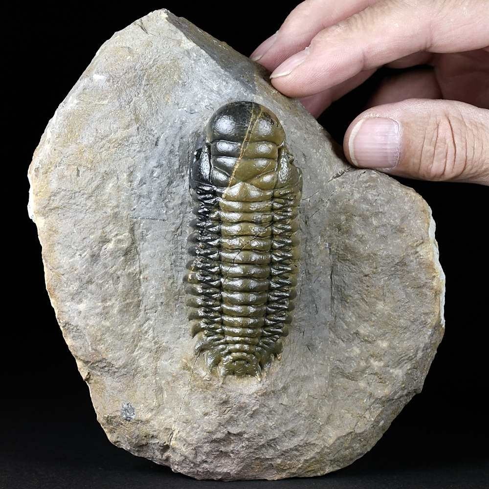 Großer Devon Trilobit Cheirurus gibbus auf Muttergestein