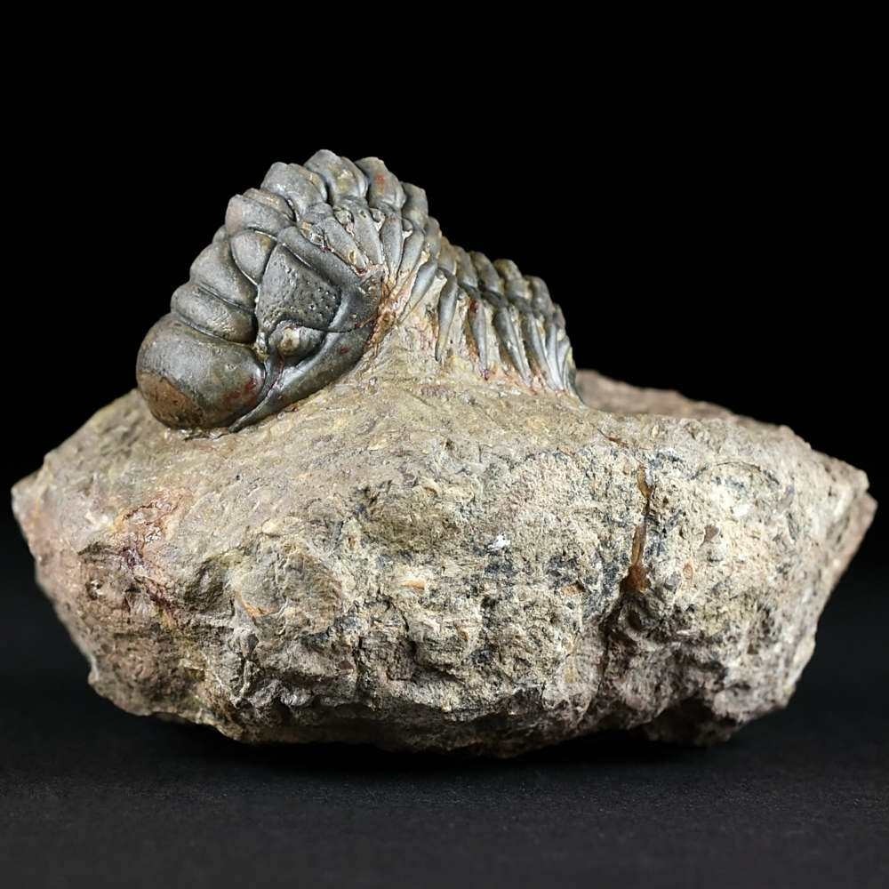 Echter versteinerter Trilobit Cheirurus gibbus aus dem Unterdevon