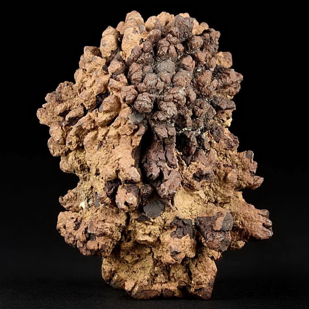 Fossilien versteinerter Reptilien Kotstein Koprolith 