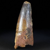 Wuchtiger versteinerter Spinosurus Zahn aus der Sahara