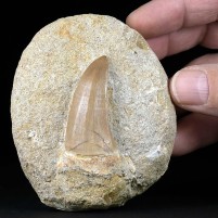 Versteinerter Reptilien Zahn von Mosasaurus hoffmannii