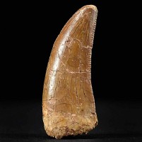 Versteinerter Carcharodontosaurus Zahn