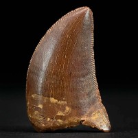 Versteinerter Raubsaurier Zahn von Carcharodontosaurus aus der Kreidezeit