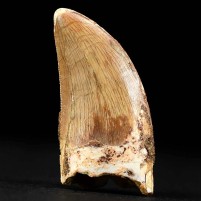 Versteinerter Carcharodontosaurus Zahn aus der Kreide von Marokko