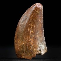 Eindrucksvoller versteinerter Raubsaurier Zahn von Carcharodontosaurus 