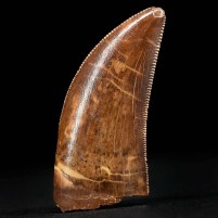 Toller scharf gezackter versteinerter Raubsaurier Zahn von Carcharodontosaurus