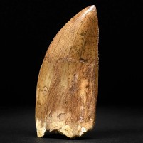 Echter versteinerter Dino Zahn von Carcharodontosaurus saharicus