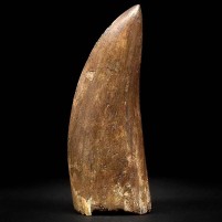 Großer 10,2 cm Carcharodontosaurus Raubsaurier Zahn