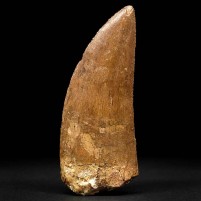 8,2 cm langer Raubsaurier Zahn von Carcharodontosaurus saharicus