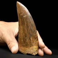 Riesiger versteinerter Carcharodontosaurus Zahn 12,9 cm lang