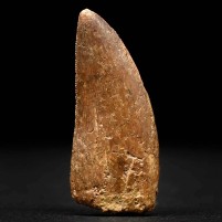 Versteinerter Carcharodontosaurus Zahn 3,5 cm lang