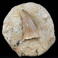 Versteinerter Reptilienzahn von Mosasaurus hoffmannii