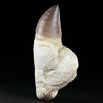 Fossilien eindrucksvoller versteinerter Mosasaurus Zahn mit Wurzel