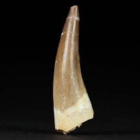 Versteinerter Meeresreptilien Zahn Plesiosaurus aus der Kreidezeit