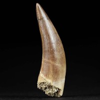 Versteinerter Plesiosaurier Zahn Zarafasaura 4,3 cm lang