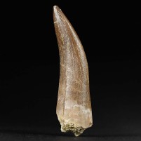Echter versteinerter Plesiosaurus Zahn von Zarafasaura oceanis