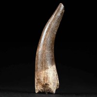 4,7 cm Plesiosaurus Zahn aus der Oberkreide von Zarafasaura oceanis