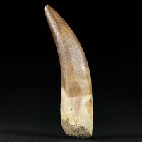 Gut erhaltener versteinerter Plesiosaurus Zahn ca. 5,5 cm lang