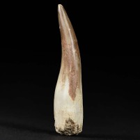 Versteinerter Zahn von Plesiosaurus Zarafasaura oceanis