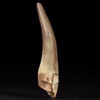 Versteinerter Plesiosaurier Zahn Zarafasaura 5,6 cm lang