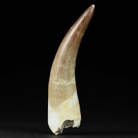 Großer 6 cm langer versteinerter Plesiosaurus Zahn aus der Oberkreide