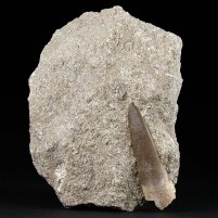 Plesiosaurus Fossilien versteinerte Zähne auf Muttergestein