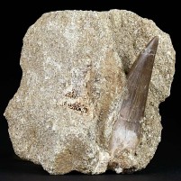 Plesiosaurier versteinerter Zahn aus der Oberkreide von Marokko