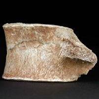 Versteinerter Wirbelknochen von Plesiosaurus aus der Kreidezeit, Marokko