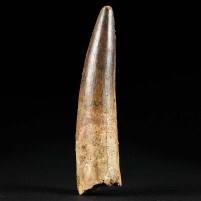 Perfekt erhaltener versteinerter Spinosaurus Zahn aus der Kreidezeit
