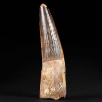 Versteinerter Spinosaurus Zahn in Top Qualität