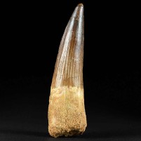 9,5 cm Spinosaurus Zahn aus dem Kem Kem Becken