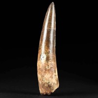 Spinosaurus Zahn 9,4 cm lang aus der Kreidezeit von Marokko