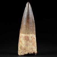 Echter versteinerter Spinosaurus Zahn in bester Qualität