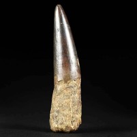 Schöner dunkler Spinosaurus Zahn 9,3 cm aus der Kreidezeit