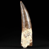 Gut erhaltener Spinosaurus Zahn 9,7 cm aus Marokko